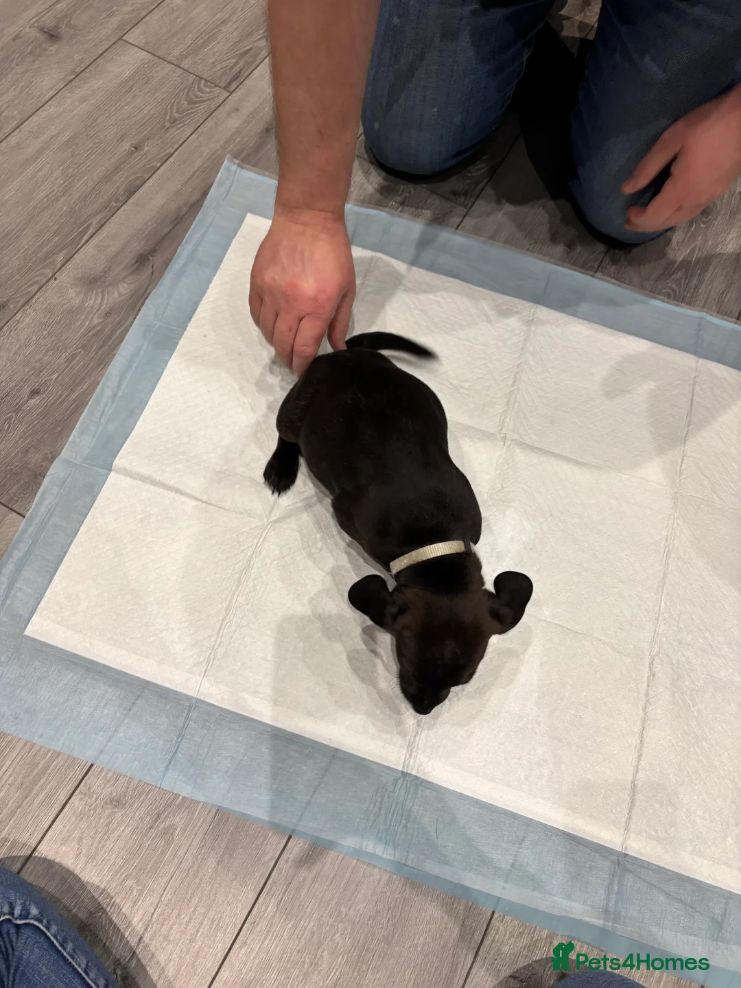 Patterdale Terrier dogs for sale: Patterdale puppies ready to go - Advert 10