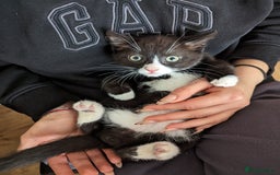 Mixed Breed cats for sale: A cute kitten named Kacper is looking for love - Image 6