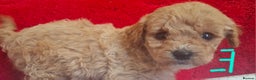 Cavapoo dogs for sale: Cavapoo puppies 🐶  - Advert 13