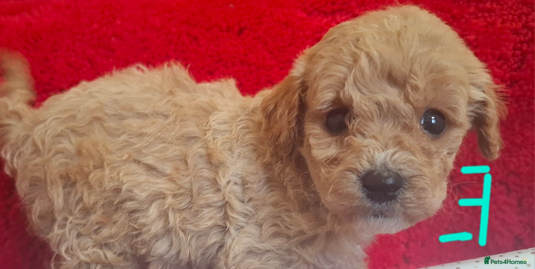 Cavapoo dogs for sale: Cavapoo puppies 🐶  - Advert 13
