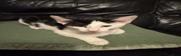 Mixed Breed cats for sale: Peterbald x Kittens in Dalkeith - Advert 11
