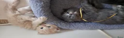 Ragdoll cats for sale: X6 Beautiful Ragdoll/Persian "Perdoll" Kittens - Advert 7