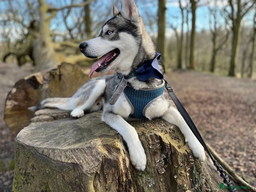 Siberian Husky dogs for stud:  Loki in Heywood - Advert 2