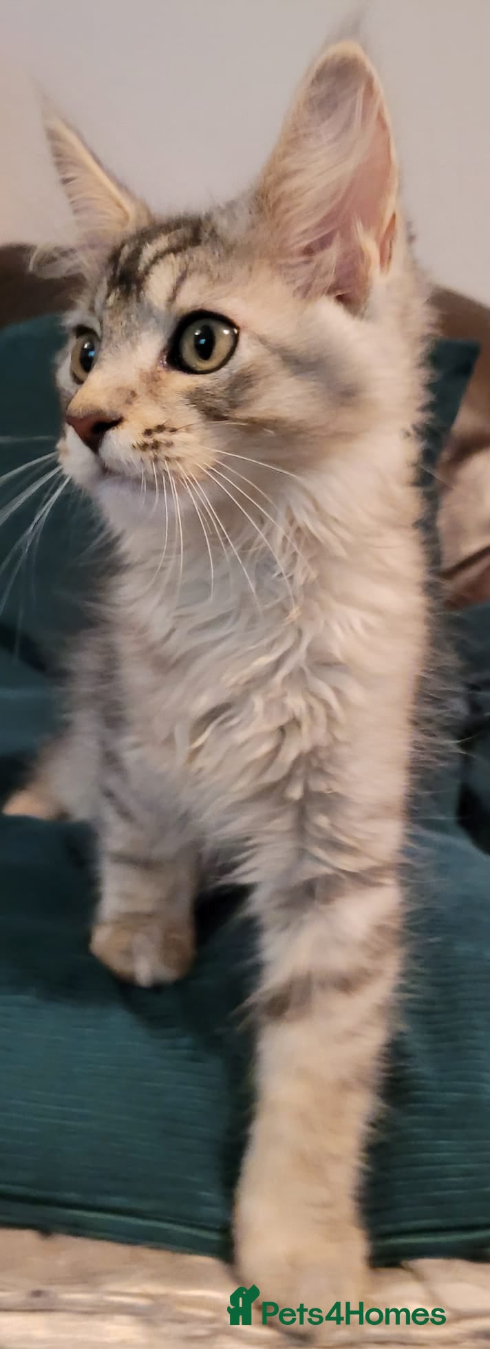 Maine Coon cats TICA Reg Maine Coon kittens ready now! - Advert 1
