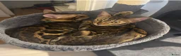 Bengal cats for sale: TICA PURE BREED BENGAL READY TO GO - Advert 11