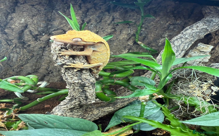 Gecko reptiles - Advert 2