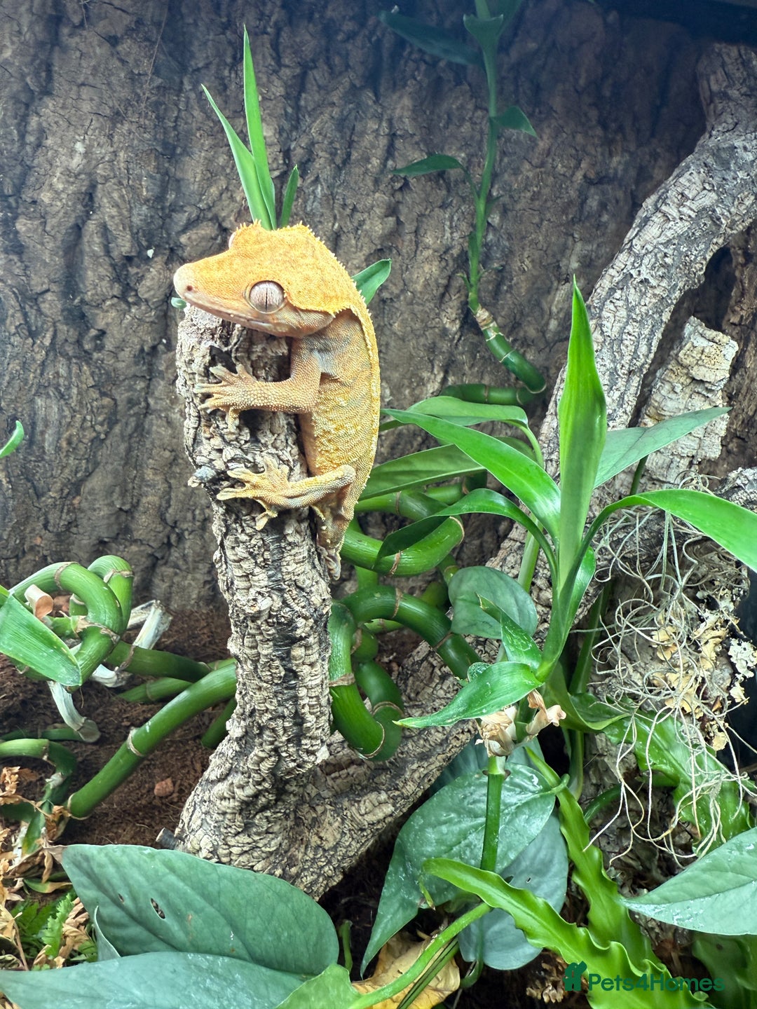 Gecko reptiles for sale: Crested gecko - Image 1