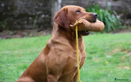 Labrador Retriever dogs for sale: Fox Red Labrador Puppies From Working Parents - Image 10