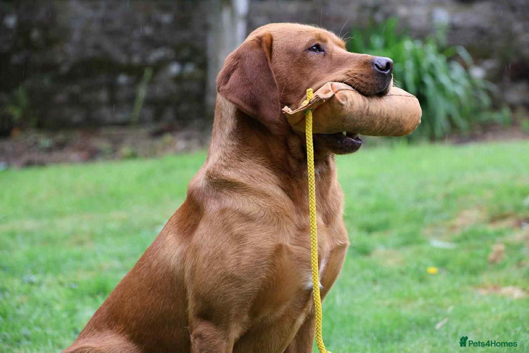Labrador Retriever dogs for sale: Fox Red Labrador Puppies From Working Parents - Image 10