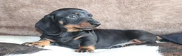 Miniature Dachshund dogs for sale: Beautiful miniature dachshund puppies  - Advert 9