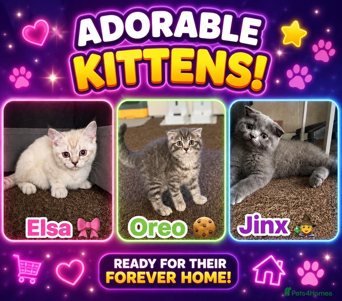 Scottish Fold cats Beautiful Scottish Fold&Straight Kittens–Ready Now - Advert 7