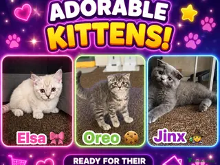 Scottish Fold cats Beautiful Scottish Fold&Straight Kittens–Ready Now - Advert 7
