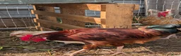 Chickens poultry for sale: Free Roosters  in Rotherham - Advert 4