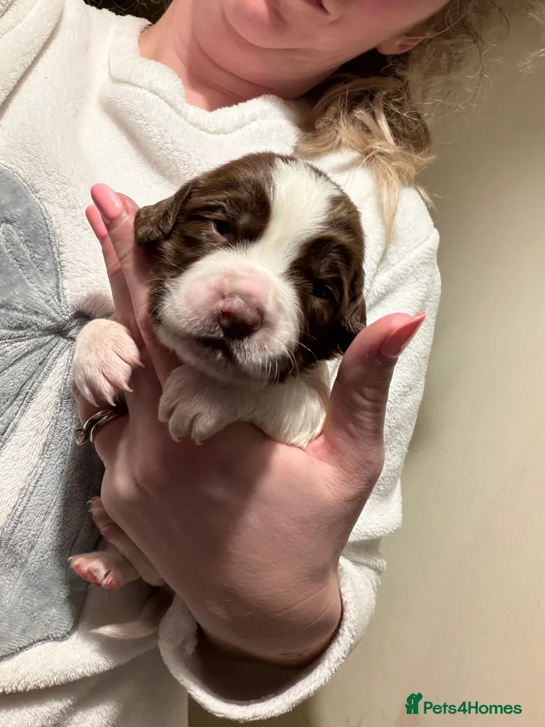 English Springer Spaniel dogs for sale: Springer spaniels puppies in Lifton - Advert 2