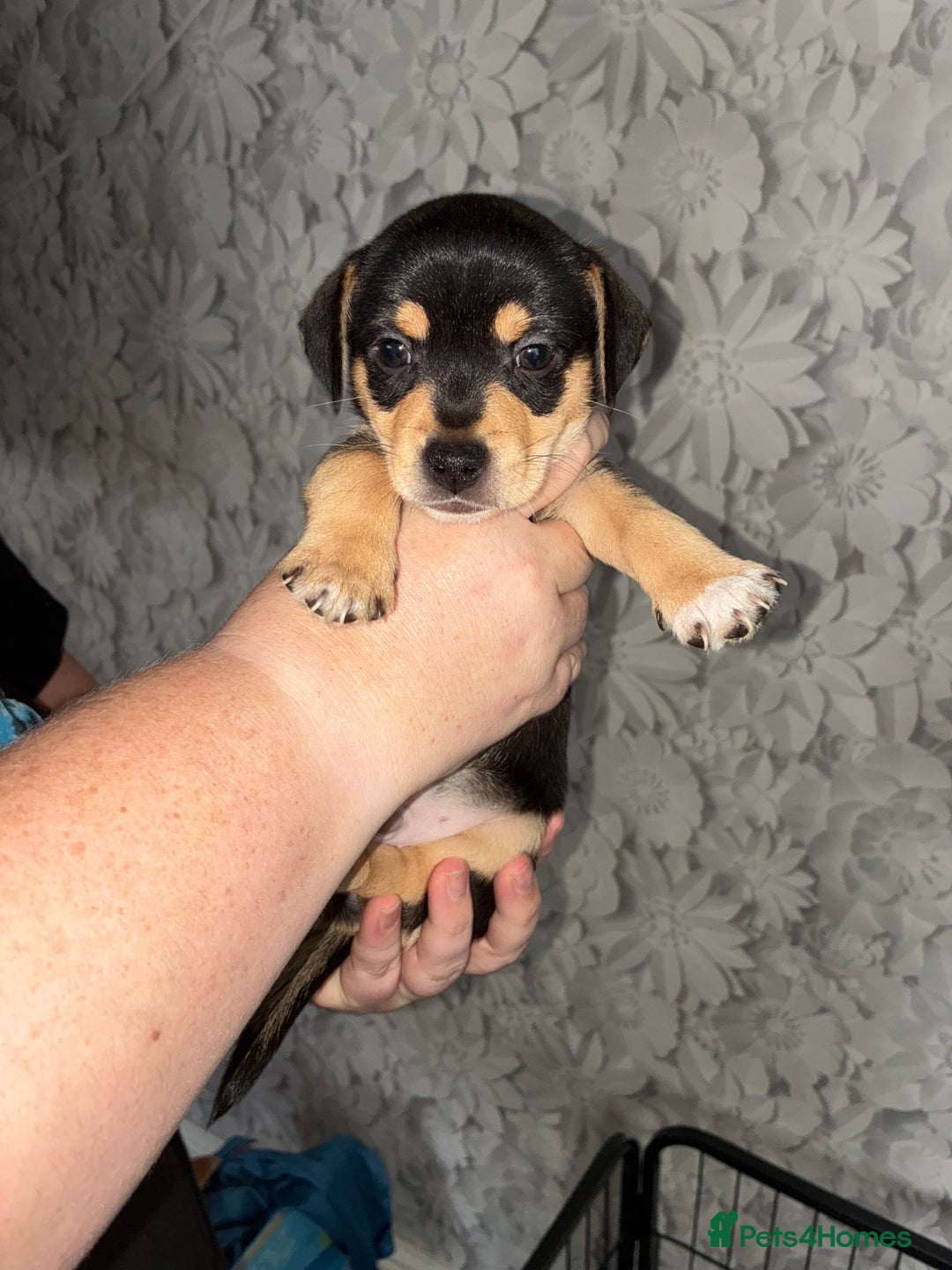 Jack Russell dogs for sale: Jack Russell’s looking for forever homes - Image 12