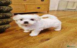 Maltese dogs for sale: Beautiful Maltese Puppies - Advert 5