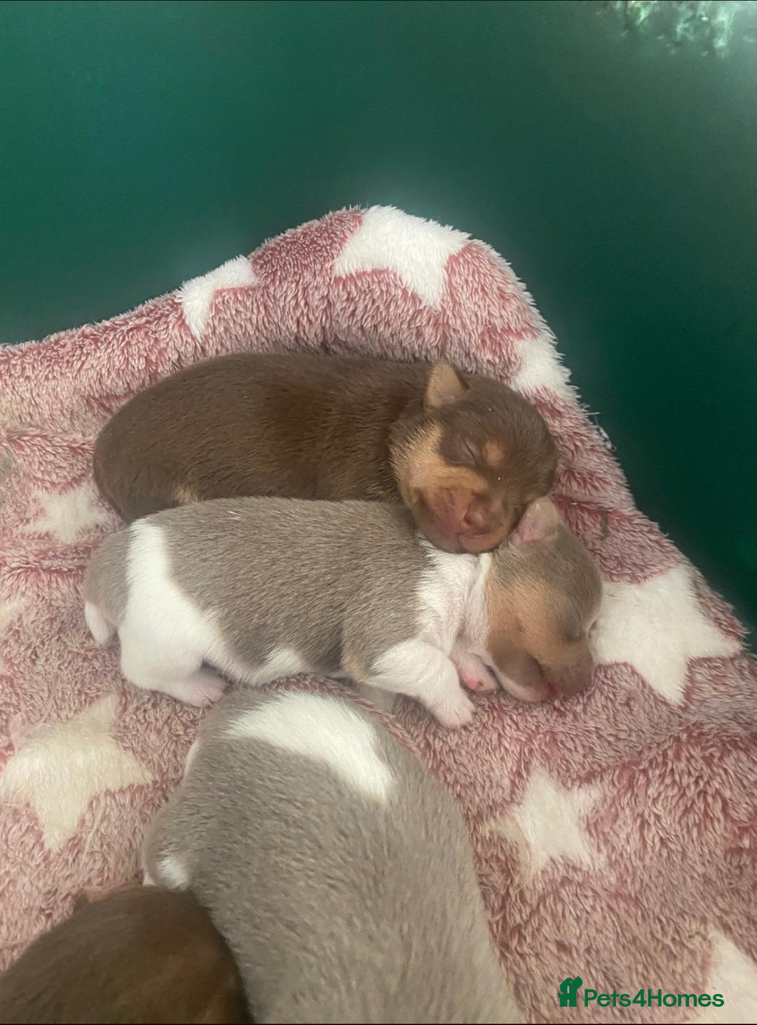 Jack Russell dogs for sale: jack russell girl for sale  - Advert 8