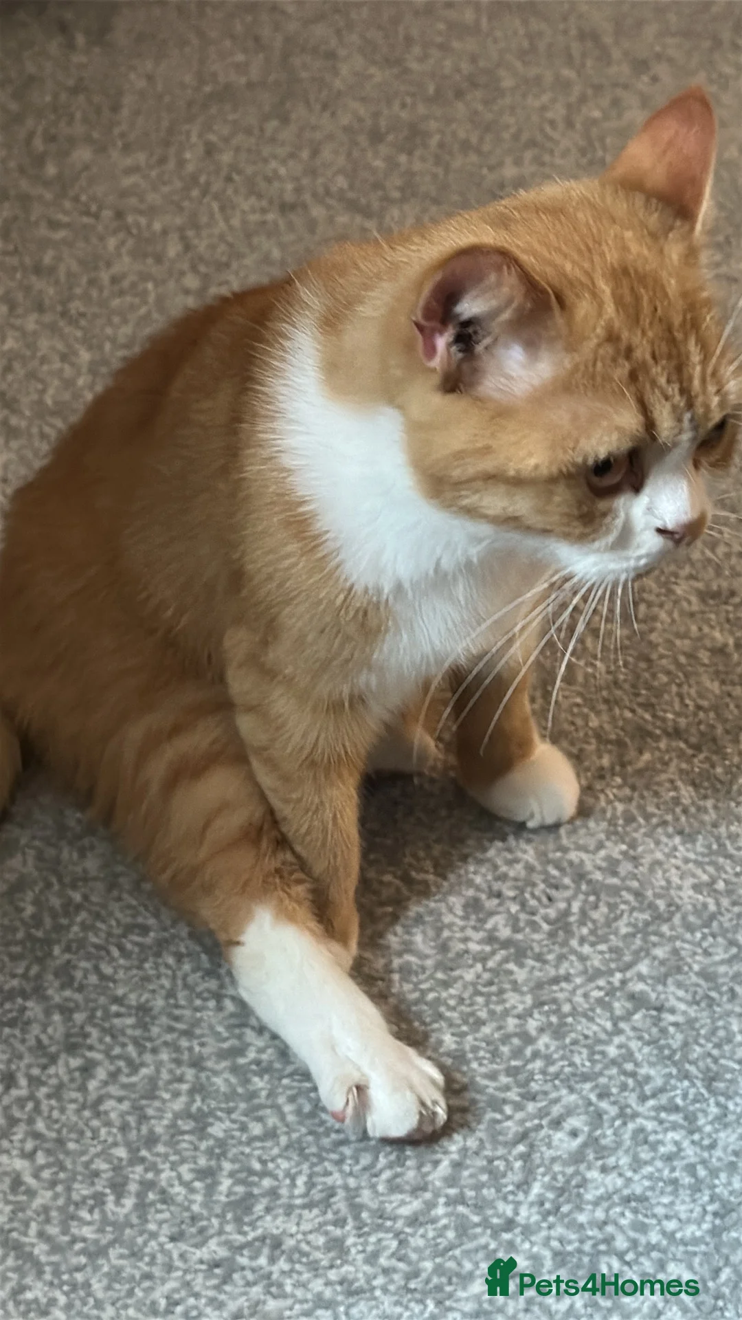 British Shorthair cats for sale: Scarlett 5 year old British short hair female - Advert 2