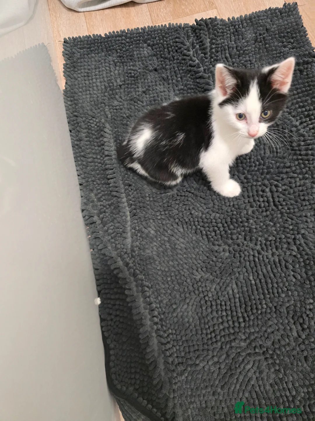 Mixed Breed cats for sale: Male kitten in Bristol - Advert 2