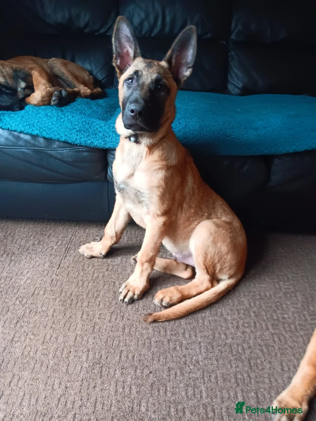 Belgian Shepherd Dog dogs for sale: Belgian Shepherd Puppies  - Advert 7