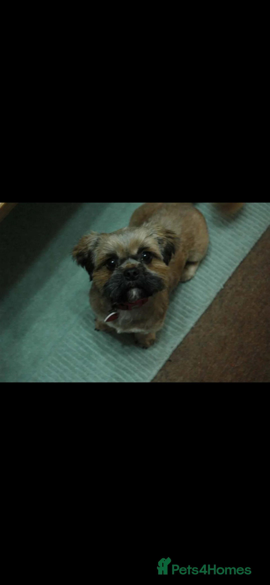 Shih Tzu dogs for sale: alfie and marley  - Advert 2