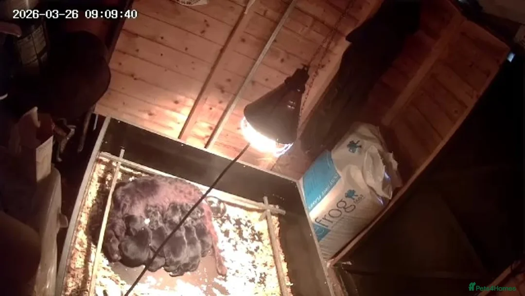 Cockerdor dogs for sale: Cockerdors - Advert 2