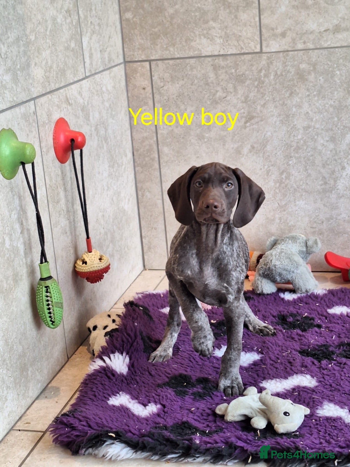 German Shorthaired Pointer dogs 🤎🤍 KC reg German Shorthaired Pointers 🤍🤎 - Advert 2