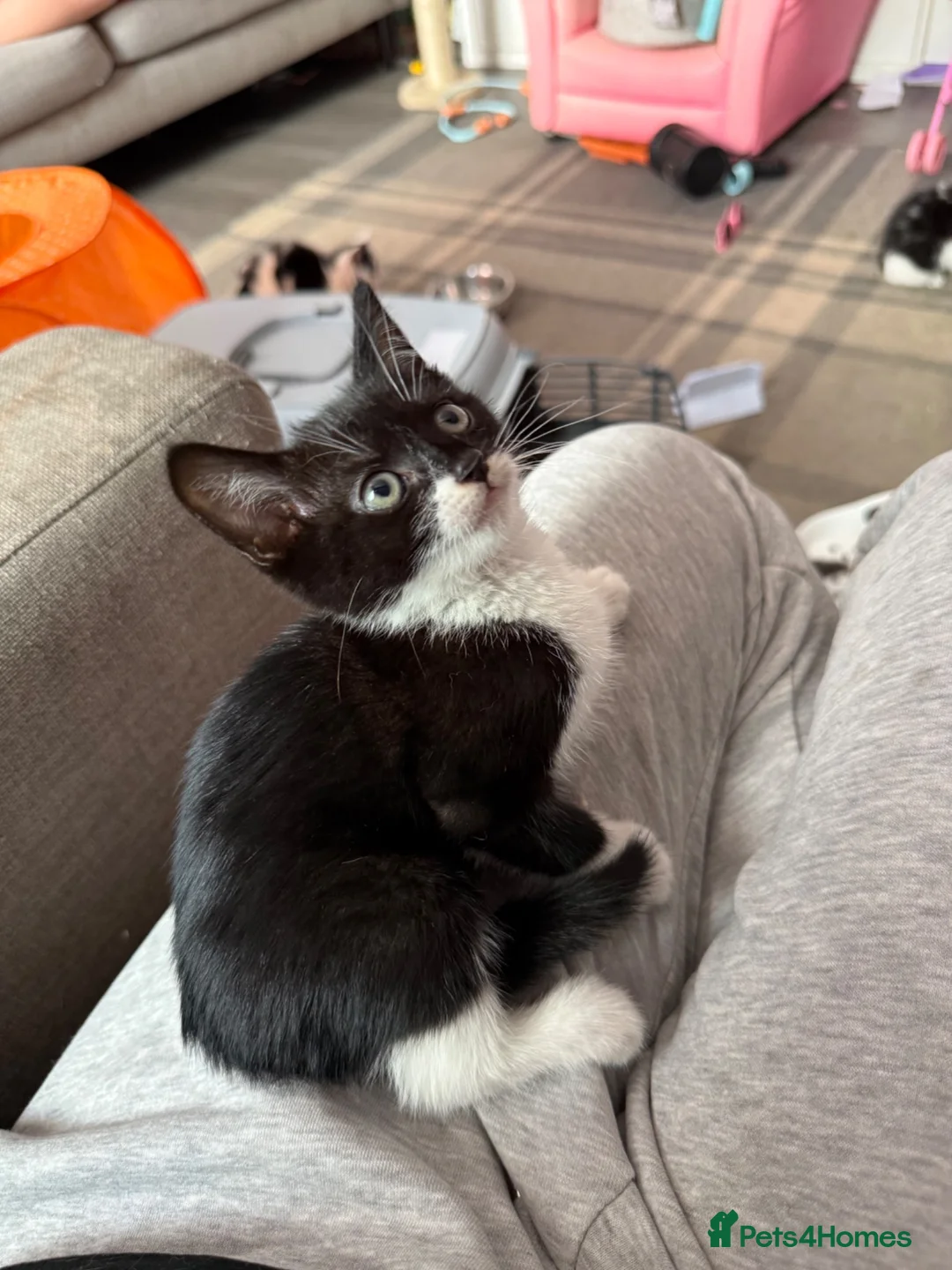British Shorthair cats for sale: 4 kittens ready,I don’t have the mom!  - Advert 9