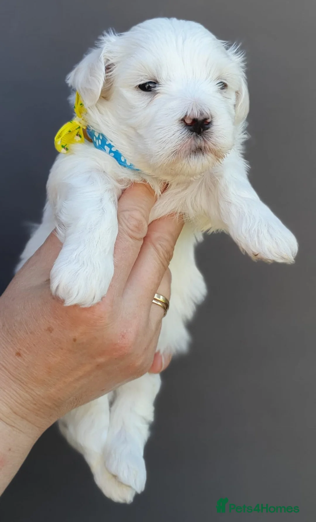Maltese dogs for sale: 🌟KC Registered Maltese Puppies 4 Girls and 4 Boys - Advert 2