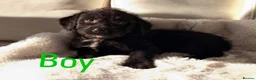 Bordoodle dogs for sale: Gorgeous Borderdoodle puppies  - Advert 2