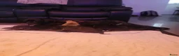 Cane Corso dogs for sale: 6 STUNNING FEMALE CANE CORSO PUPS in Motherwell - Advert 3