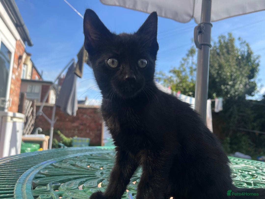 British Shorthair cats for sale: Fully black male kitten green eyes  - Image 1