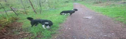 Border Collie dogs for sale: 2 border collies for new home in Ayr - Advert 1