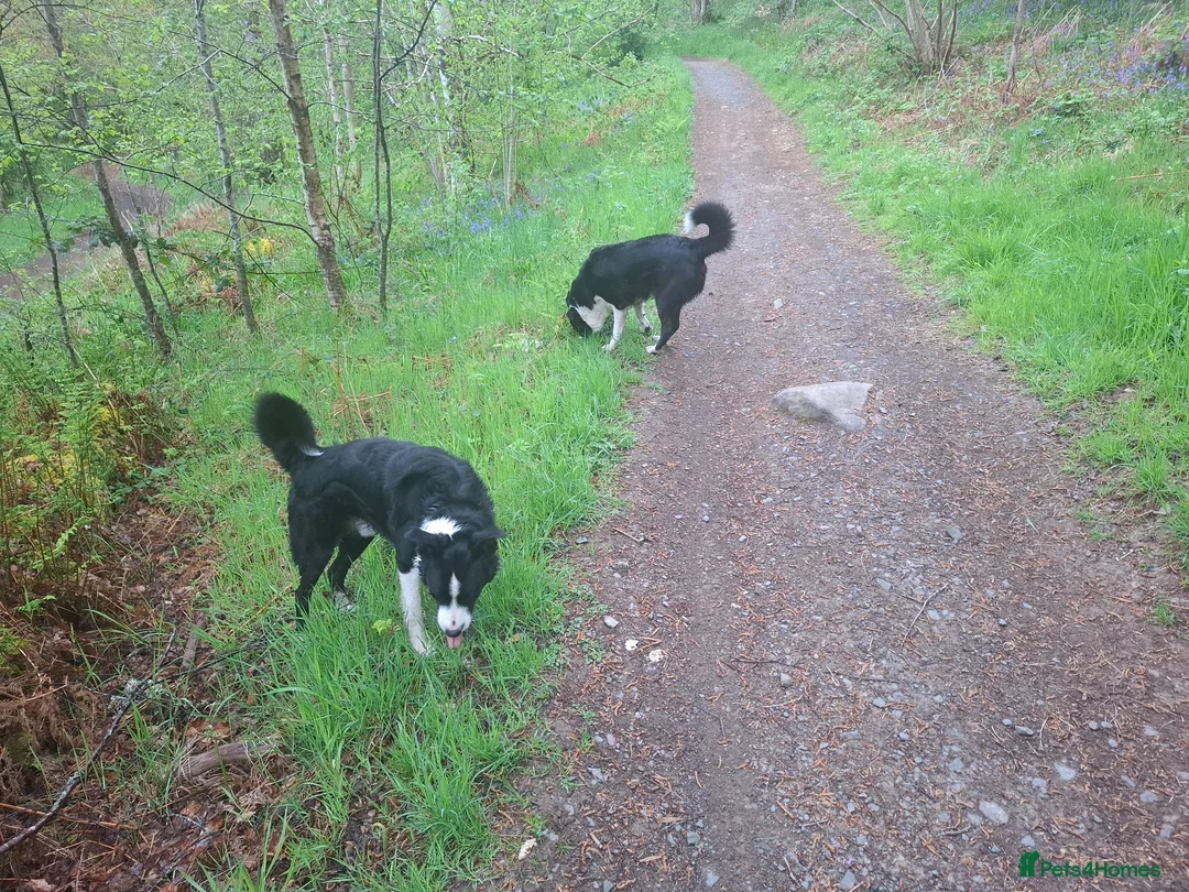 Border Collie dogs for sale: 2 border collies for new home in Ayr - Advert 1