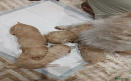 Maltipoo dogs for sale: Maltypoo pups - Image 7