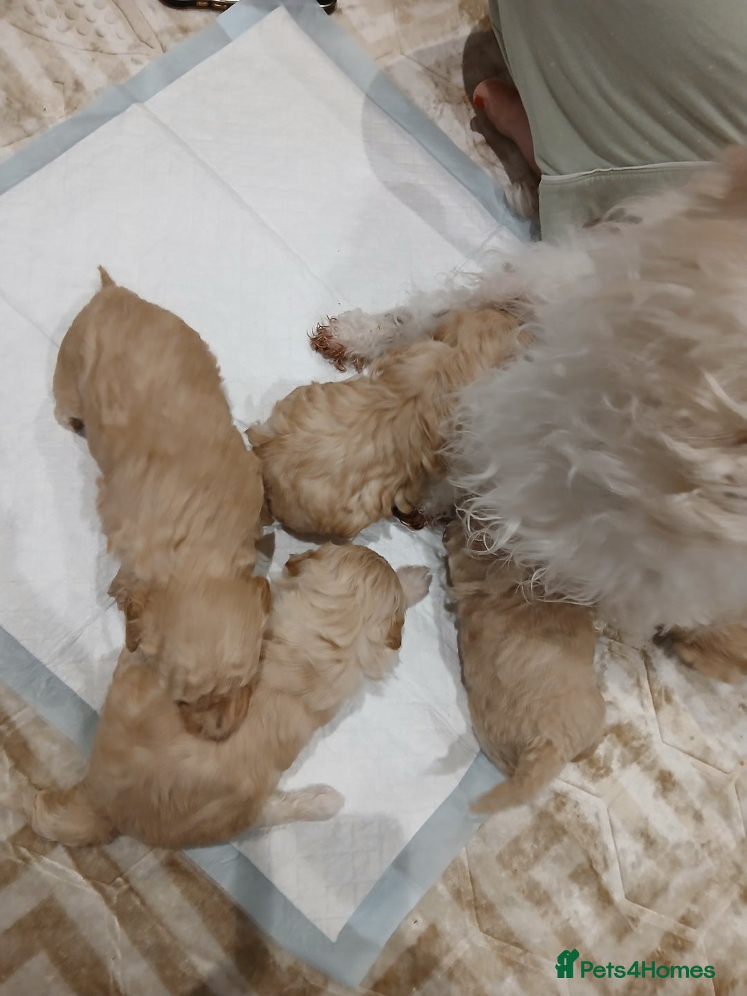 Maltipoo dogs for sale: Maltypoo pups - Image 7