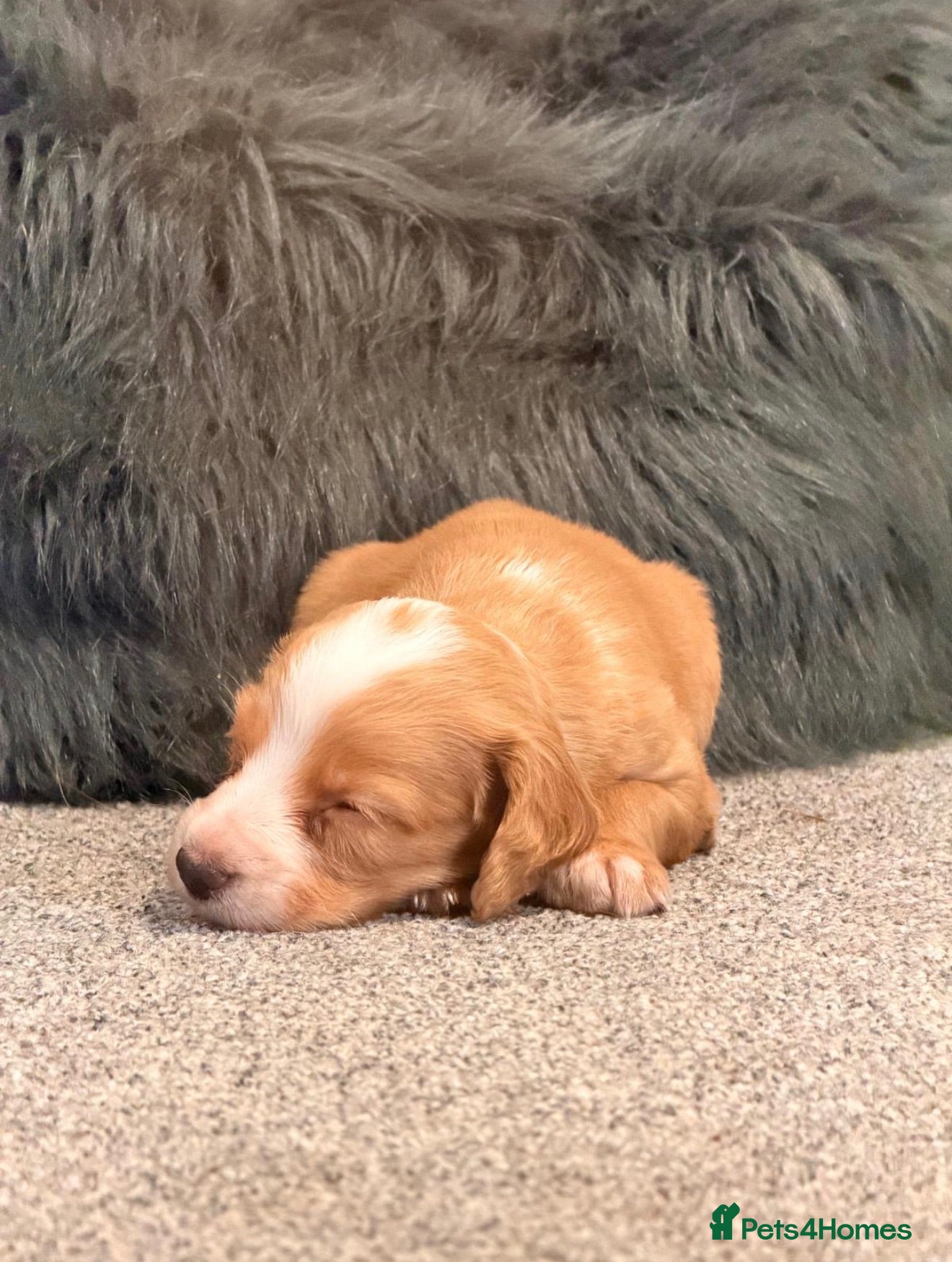 Cocker Spaniel dogs Cocker spaniel puppies  - Advert 2