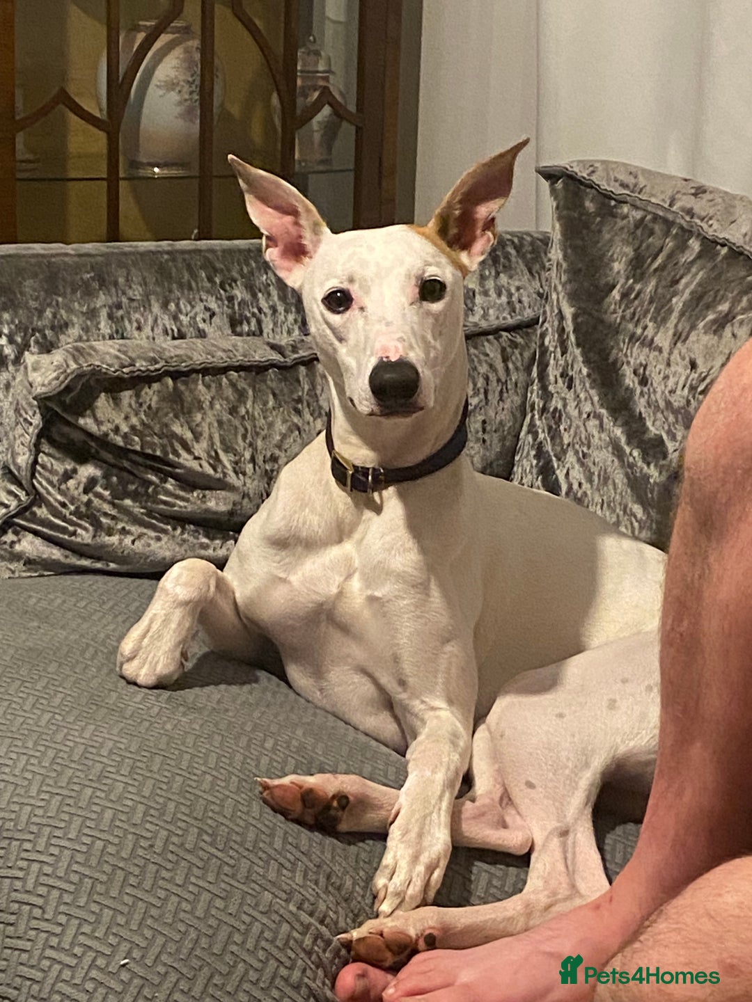 Lurcher dogs for stud: Stud dog  - Advert 3