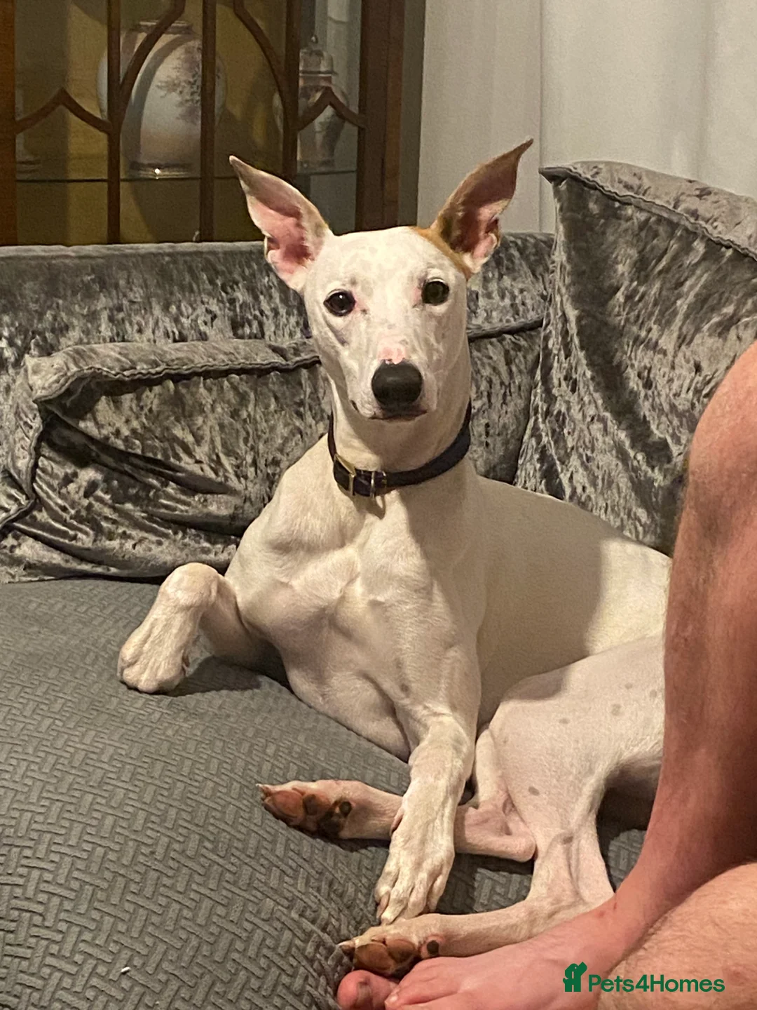 Lurcher dogs for stud: Stud dog  - Advert 3