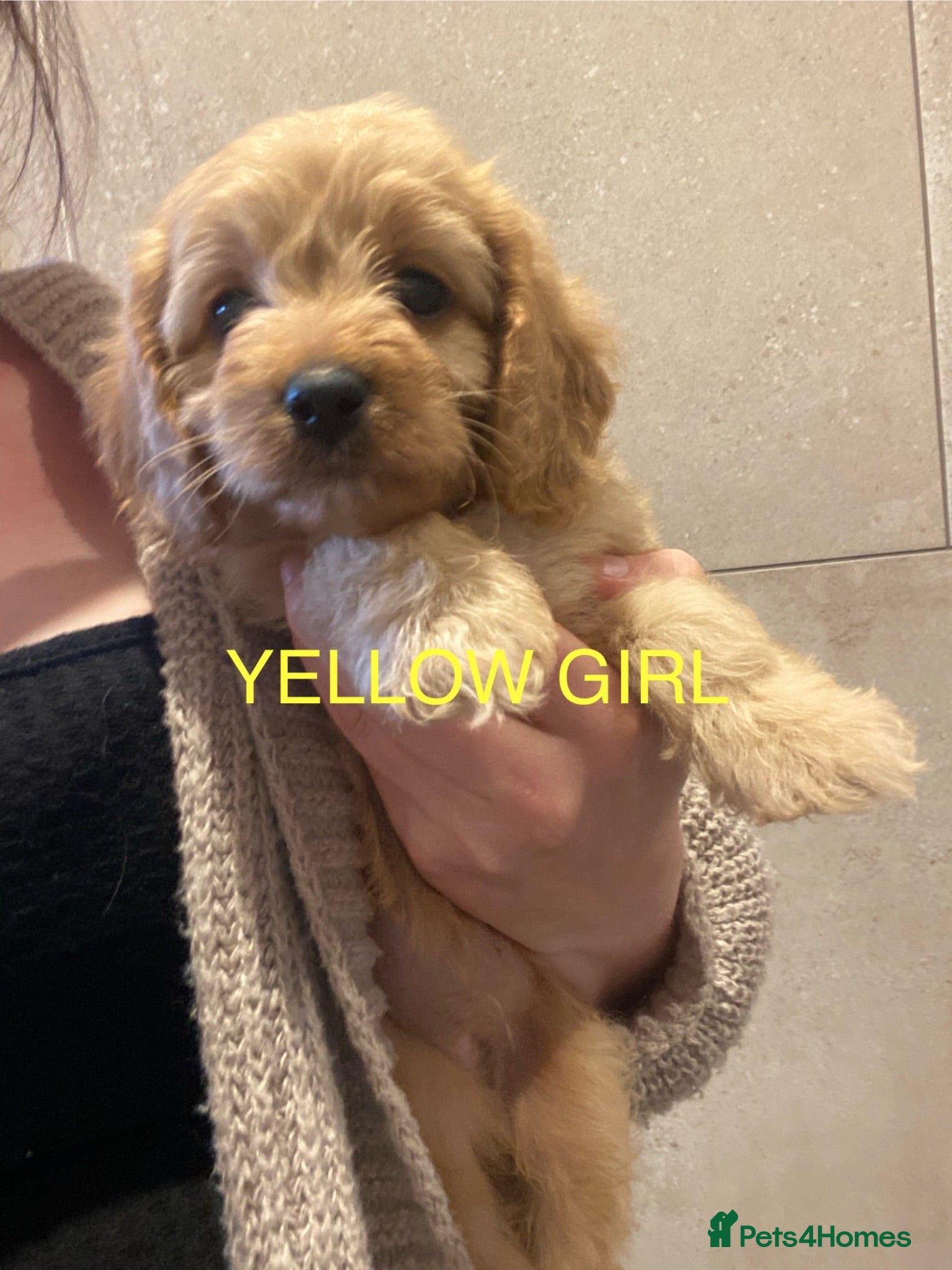 Cavapoo dogs Ready to leave 15th july  - Advert 10