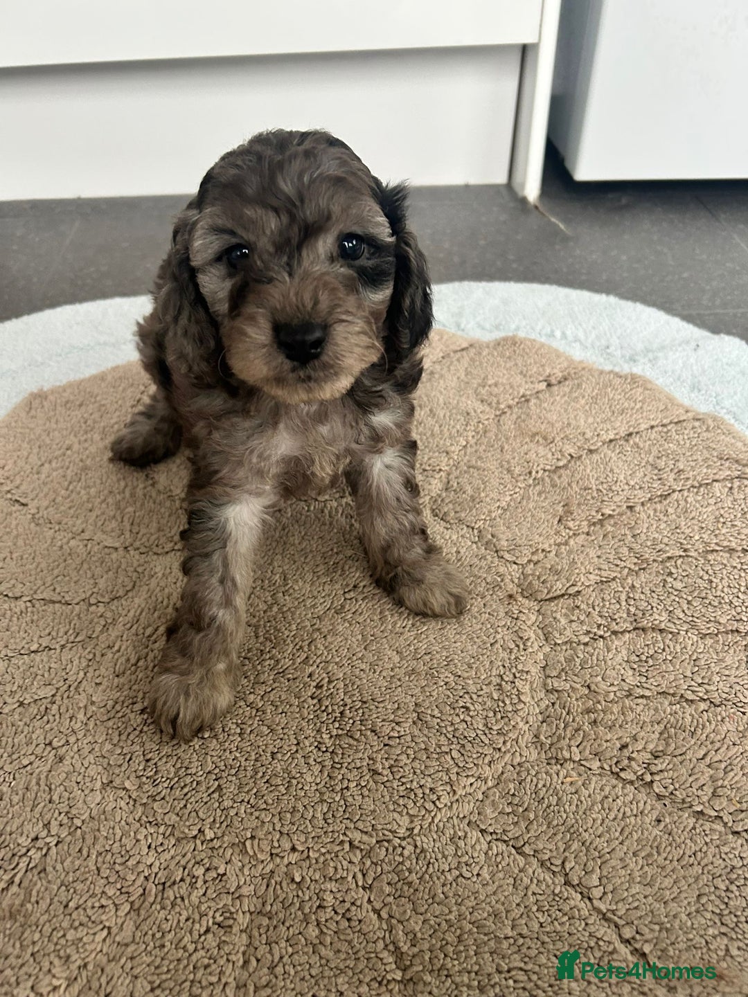 Cockapoo dogs for sale: Beautiful coloured cockapoo pups - Image 7