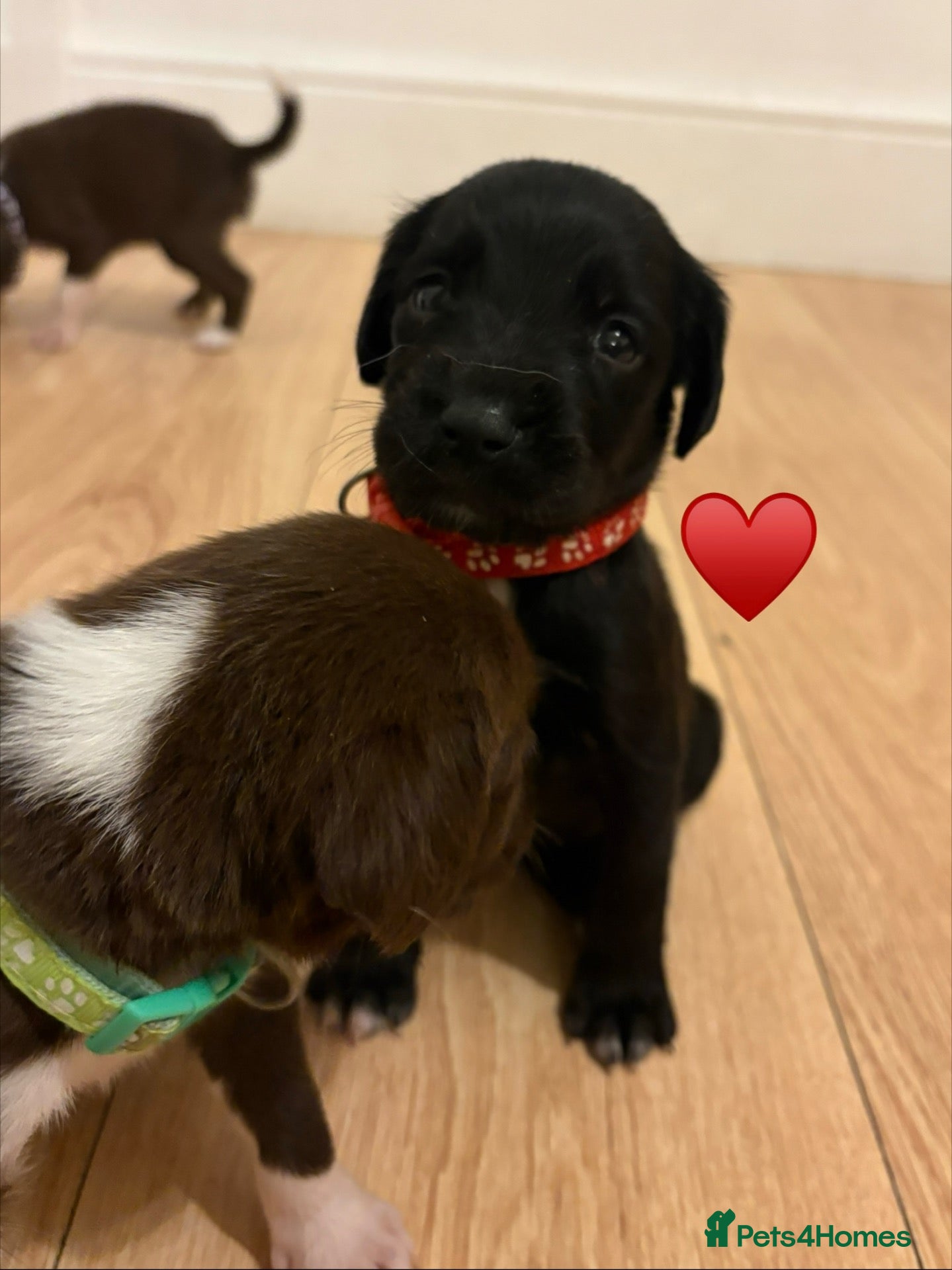 Mixed Breed dogs for sale: Spandgolds ready to go from 28th November  - Advert 2
