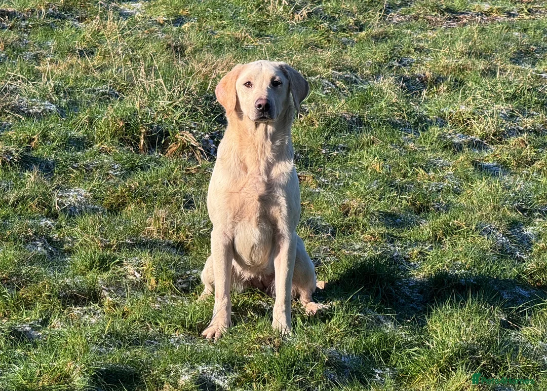 Labrador Retriever dogs for sale: Yellow Labrador Bitch Exceptional Working Pedigree - Advert 2