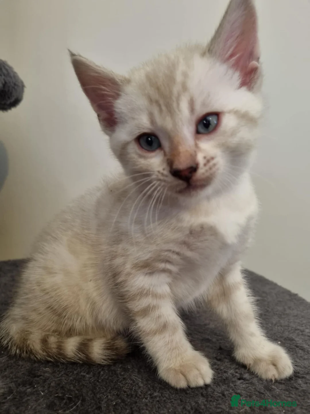 Bengal cats for sale: Pure Bengal kittens ready to reserve - Advert 9