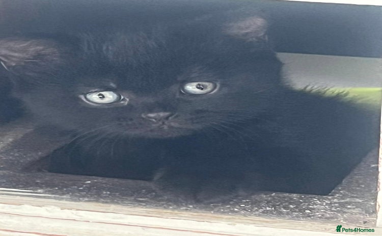 Mixed Breed cats - Advert 12