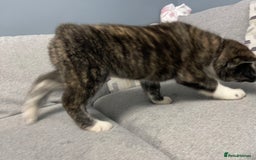 Japanese Akita Inu dogs for sale: Japonese Akita Inu - Advert 2