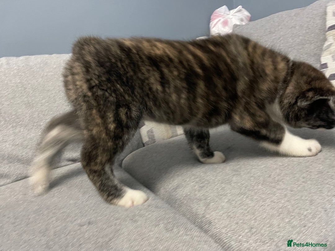 Japanese Akita Inu dogs for sale: Japonese Akita Inu - Advert 2