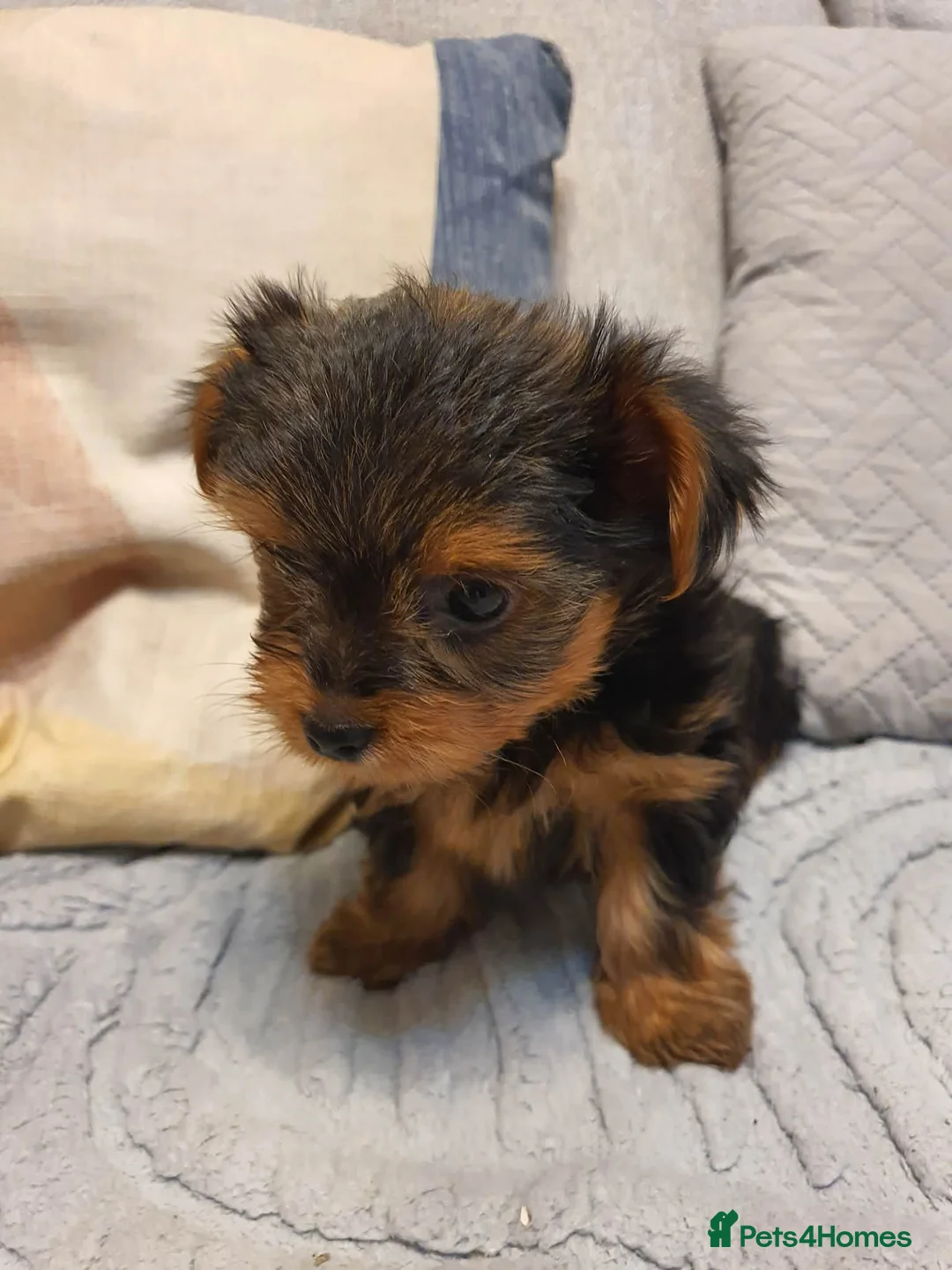 Yorkshire Terrier dogs for sale: 4 Yorkshire Terrier Puppies - Advert 5