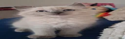 Ragdoll cats for sale: Gorgeous 6 month ragdoll in Manchester - Advert 3