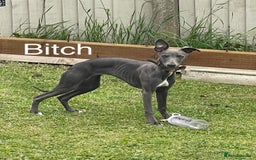 Whippet dogs for sale: ⭐️ KC Whippet pups blue and white. ⭐️ - Image 5